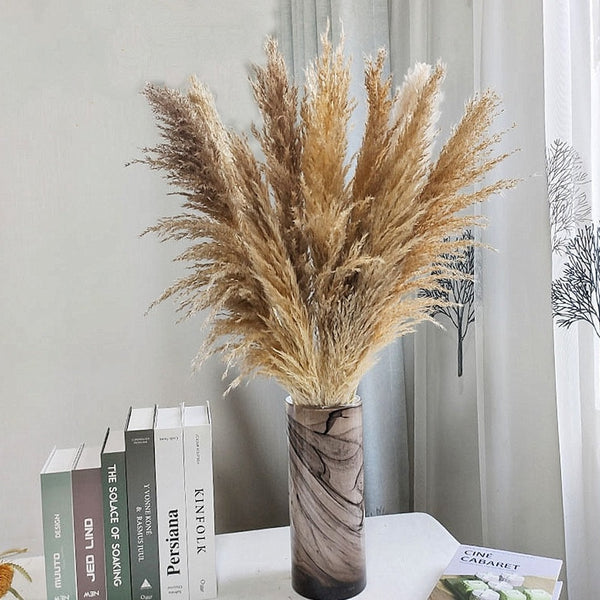 80-140cm Extra Large Pampas Grass - EcoPByLeo