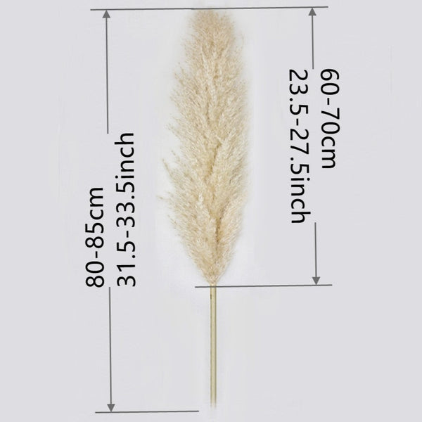 80-140cm Extra Large Pampas Grass - EcoPByLeo