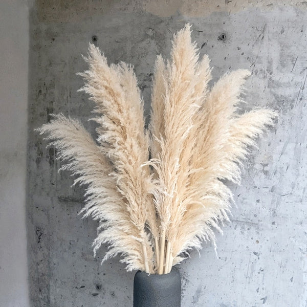 Cream pampas grass.
