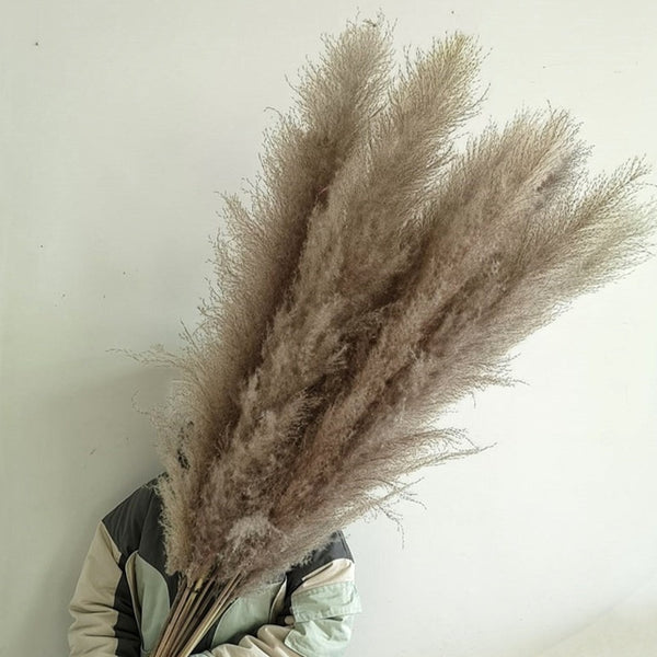 80-140cm Extra Large Pampas Grass - EcoPByLeo
