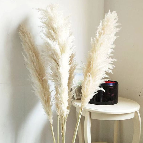 White pampas grass.