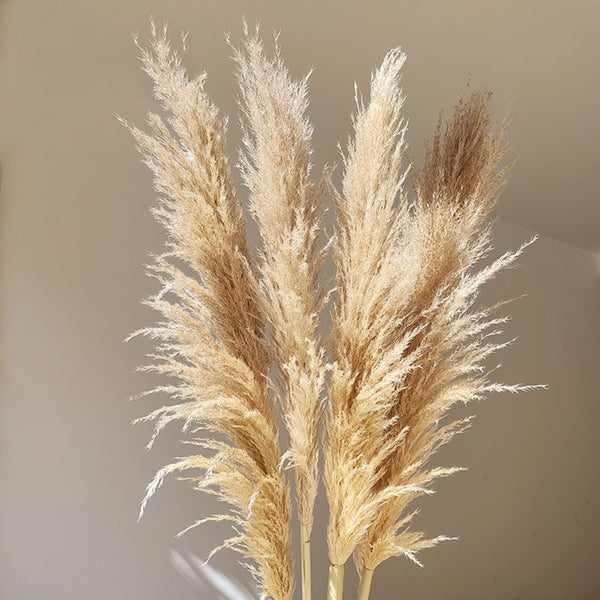 80-140cm Extra Large Pampas Grass - EcoPByLeo