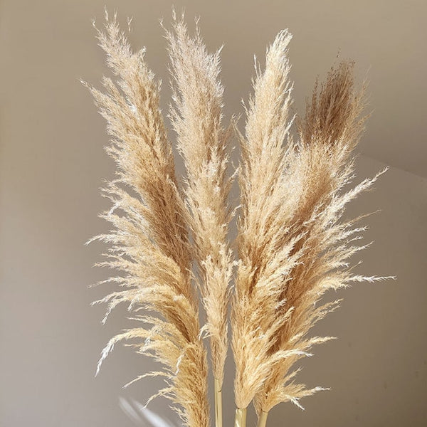 80-140cm Extra Large Pampas Grass - EcoPByLeo