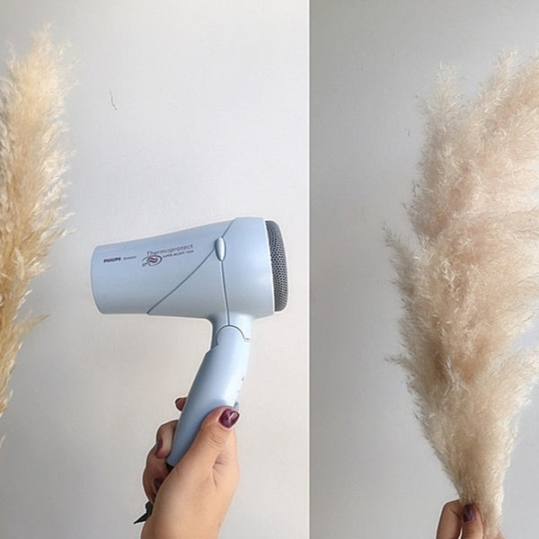 80-140cm Extra Large Pampas Grass - EcoPByLeo