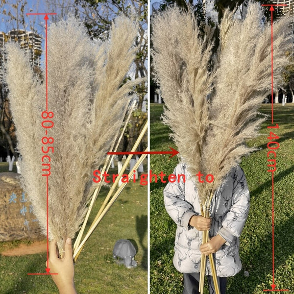 80-140cm Extra Large Pampas Grass - EcoPByLeo