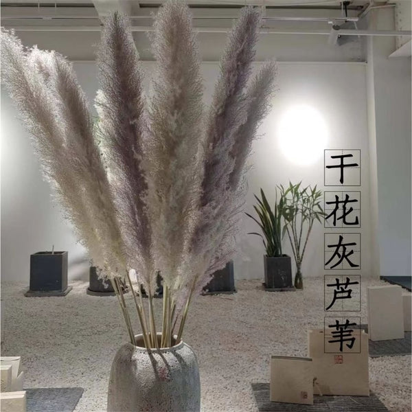 Grey pampas grass.