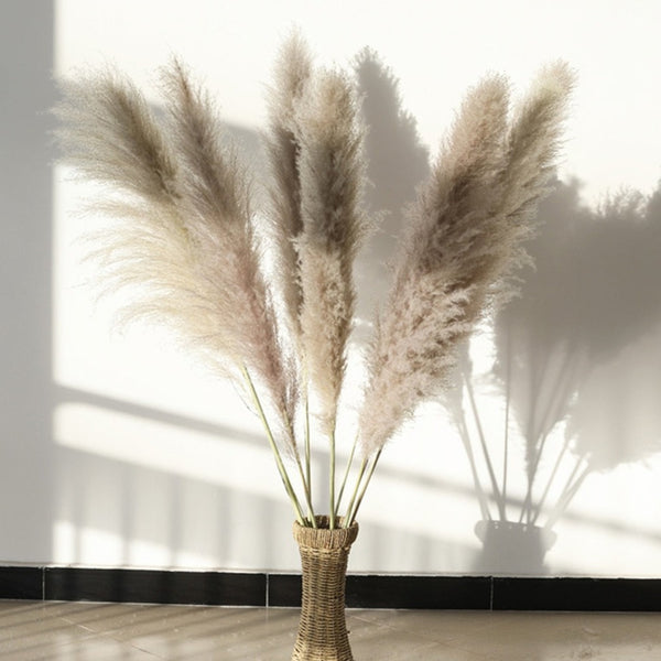 80-140cm Extra Large Pampas Grass - EcoPByLeo