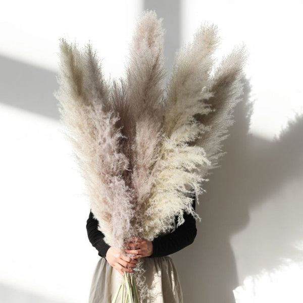 80-140cm Extra Large Pampas Grass - EcoPByLeo