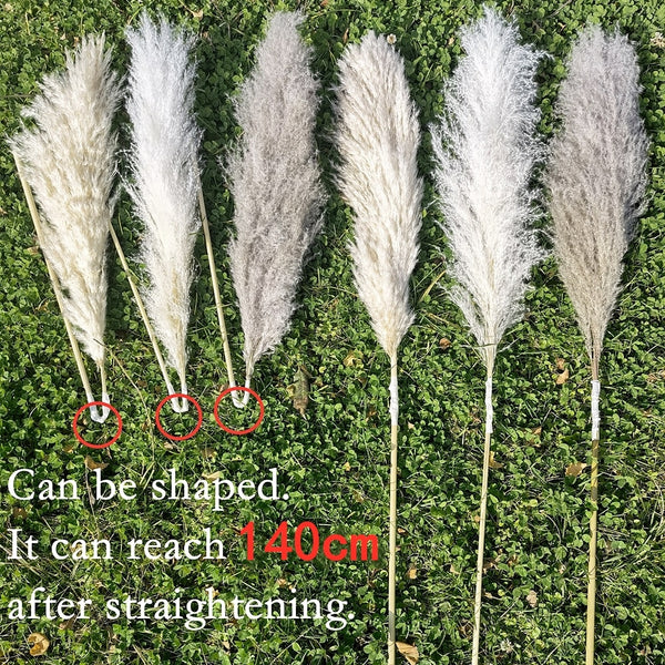 Natural pampas grass.