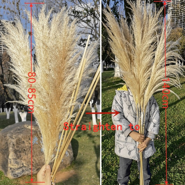 80-140cm Extra Large Pampas Grass - EcoPByLeo