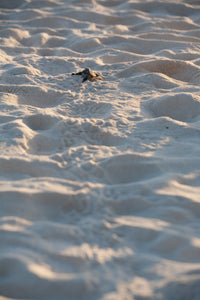 Turtle friendly products - EcoPByLeo